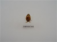 藏品(黃豔金龜)的圖片